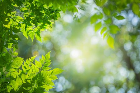 Green leaf for nature on blurred background with beautiful bokeh and copy space for text.の写真素材