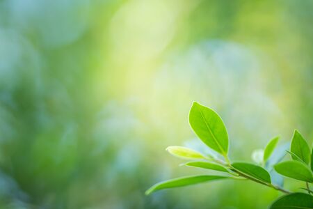 Natural green plant under sunlight for nature background.の写真素材