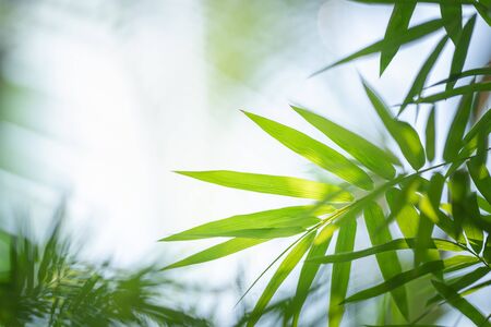Bamboo leaf on blurred background. Tropical green plant in summer. の写真素材