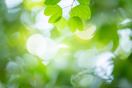 Green nature background. Closeup view of green leaf with beautiful bokeh under sunlight for natural and freshness wallpaper concept.の写真素材