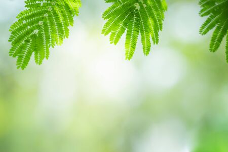Closeup nature view of green leaf on blurred and bokeh background with copy space for text.の写真素材