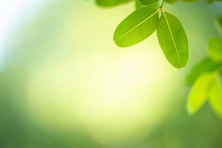 Closeup nature view of green leaf on blurred and bokeh background with copy space for text.の写真素材
