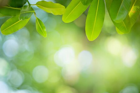 Closeup nature view of green leaf on blurred and bokeh background with copy space for text.の写真素材