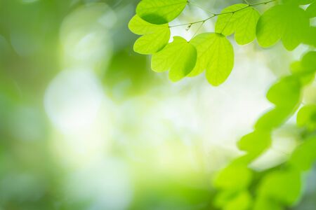 Green nature background. Closeup view of green leaf with beautiful bokeh under sunlight for natural and freshness wallpaper concept.の写真素材
