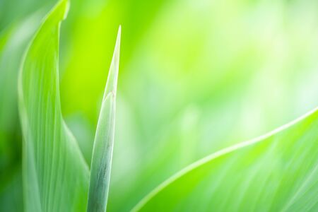 Closeup nature view of green leaf texture on blurred background with copy space. Natural and freshness concept.の写真素材
