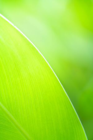 Closeup nature view of green leaf texture on blurred background with copy space. Natural and freshness concept.の写真素材