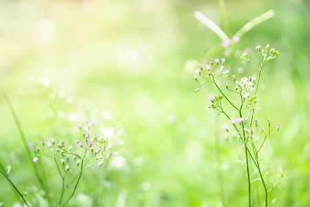 Grass flower on green nature background.の写真素材