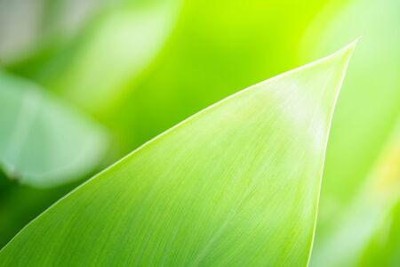 Closeup nature view of green leaf texture on blurred background with copy space. Natural and freshness concept.の写真素材