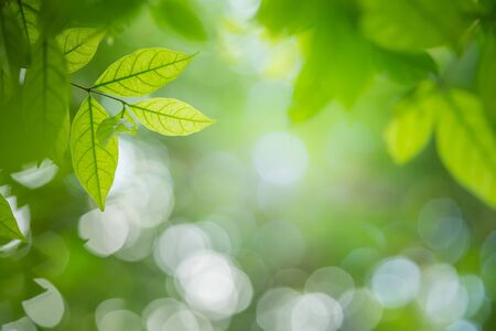 Green leaf for nature on blurred background with beautiful bokeh and copy space for text.