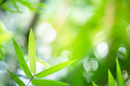 Green nature background. Closeup view of tropical green bamboo leaf on blurred background for natural and freshness wallpaper concept.の写真素材