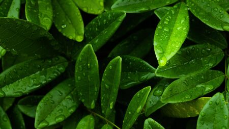 Rain drops on dark foliage green leaf after rain in rainy season for cover page backgroundの写真素材