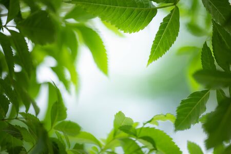 Fresh green leaf in sunny day for nature background with copy space for text.の写真素材