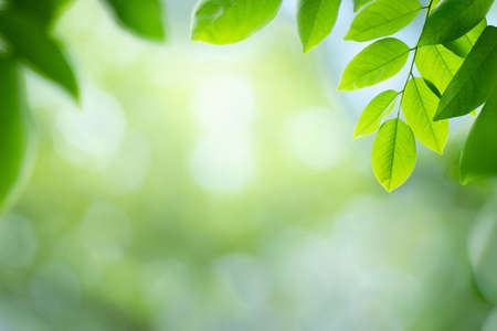 Fresh green leaf in sunny day for nature background with copy space.の写真素材