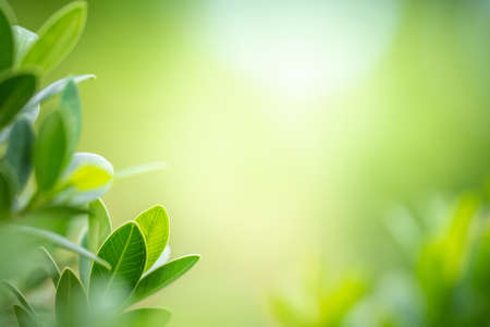 Fresh green leaf under sunlight for nature on blurred and bokeh background with copy space for text.の写真素材