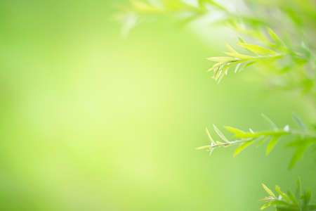 Fresh green leaf under sunlight on blurred and bokeh. Nature background with copy space for text.の写真素材