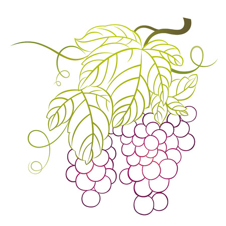 grapes with leavesのイラスト素材