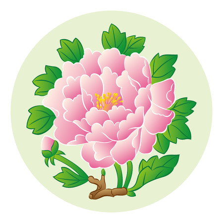 pink peonyのイラスト素材