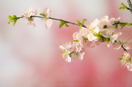 beauty in nature,cherry blossoms backgroundの写真素材