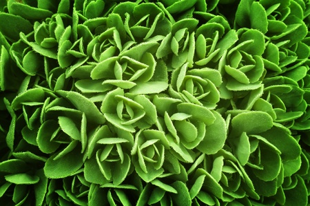 fresh green leaf in the springの写真素材