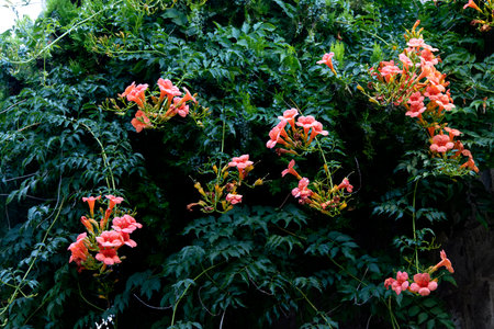 Image capturing pink roses surrounded by lush green leavesの写真素材