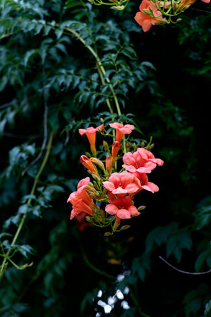 Image capturing pink roses surrounded by lush green leavesの写真素材