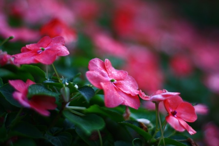 Pink flower are blooming  in the garden.の写真素材