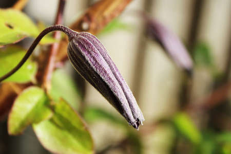 Dark purple clematis flower bud close upの写真素材