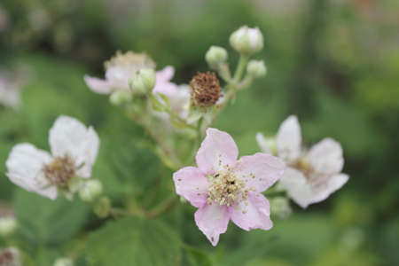 Beautiful flora wild pink blackberry flowerの写真素材