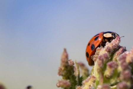 Close up of a red and black ladybird on a plant against a blue backgroundの写真素材