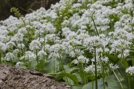 Wild garlic in woodland