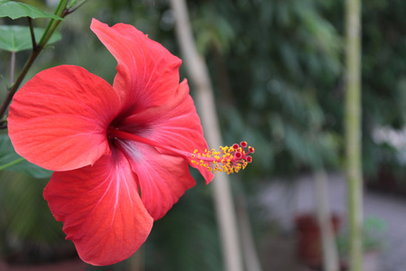 red hibiscusの写真素材