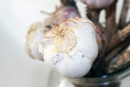 organic dried garlicの写真素材