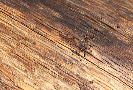 Aabstract texture of old wood Formed by time and nature