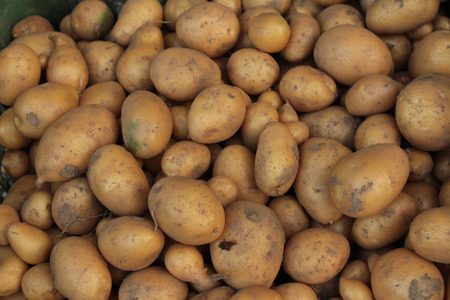 Close up of big white potatoes on market stand.の写真素材