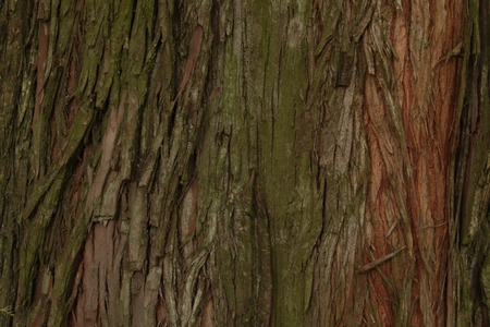 Texture of the wood and bark of trees and forestsの写真素材