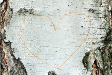 Birch bark texture hearthの写真素材