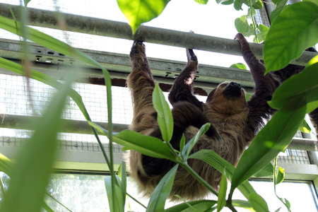 hanging sloth