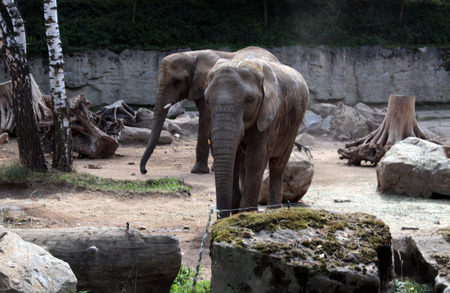 two elephantの写真素材