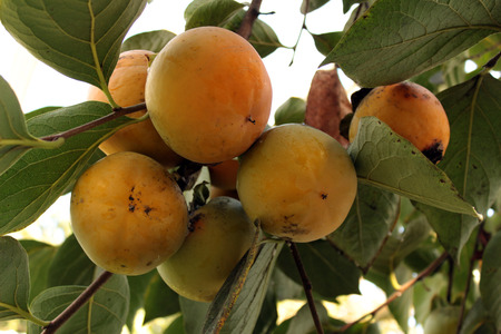 kaki treeの写真素材