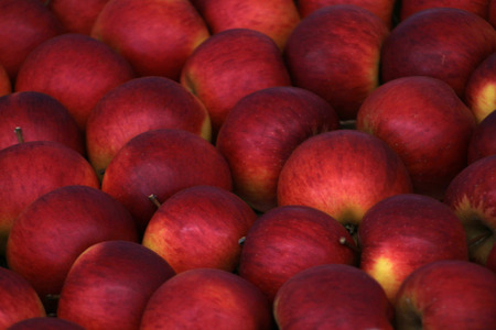 Fresh applesの写真素材