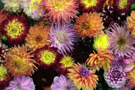 texture Colorful autumn flowers of chrysanthemumsの写真素材