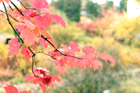 Autumn garden in colorの写真素材