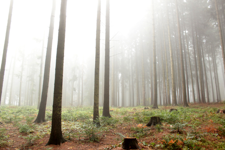 Autumn forest in the fogの写真素材