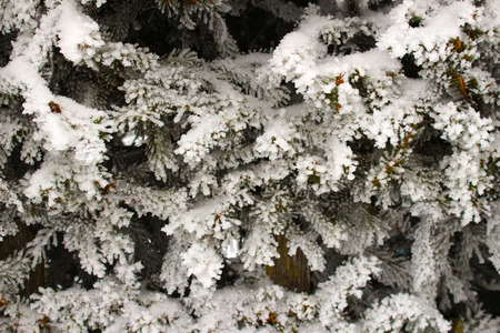 Twigs of pine snow covered