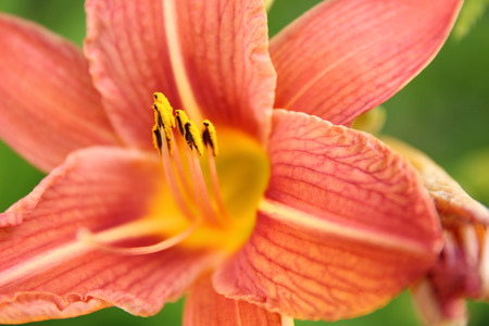 orange lily detailの写真素材