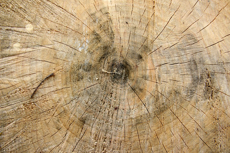 Wood Tree Rings Background