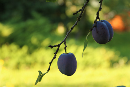 Plums on the Treeの写真素材