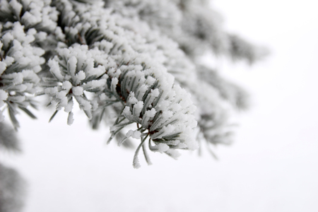 Frosty winter landscape in snowyの写真素材