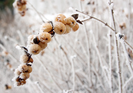 Frosty winter landscape in snowyの写真素材