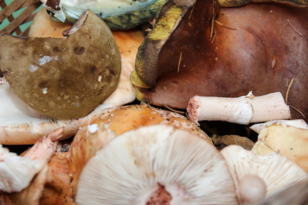 Basket full of various fresh wild mushrooms in a grass.の写真素材